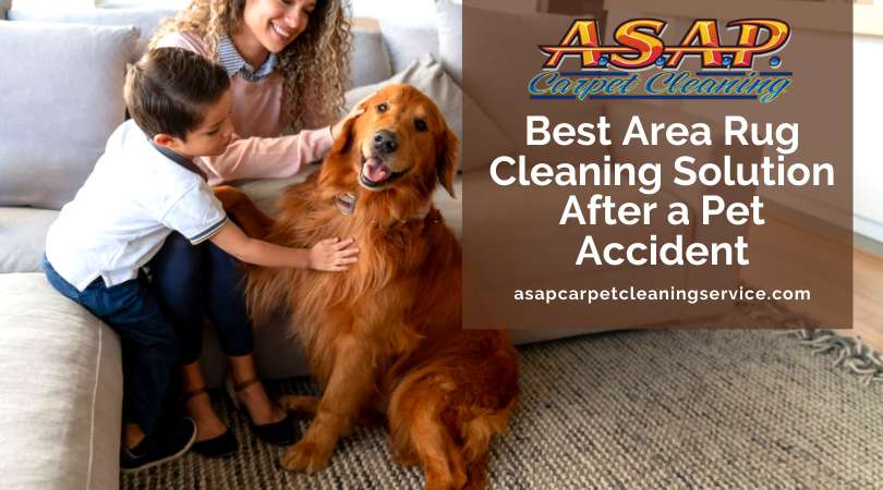 Best Area Rug Cleaning Solution After a Pet Accident